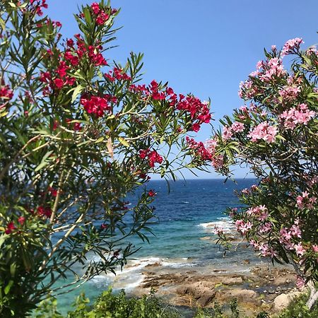 Nidu Accogliente In Balagna Leilighet LʼÎle-Rousse Eksteriør bilde